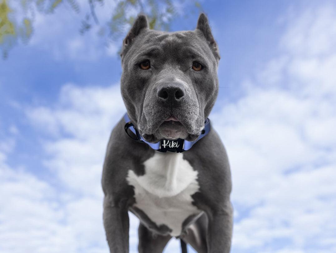 Gray dog wearing a blue personalized strong dog collar against a bright sky background.