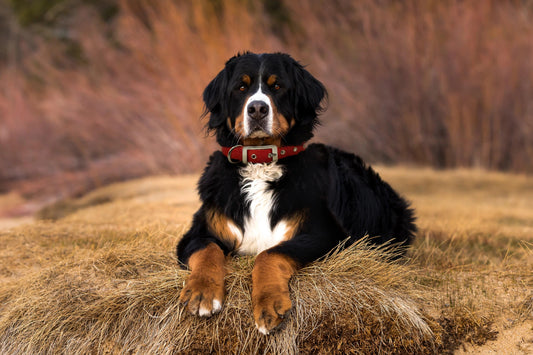 The Ultimate Guide to Dog Collars and Leashes - Dog Town Collars