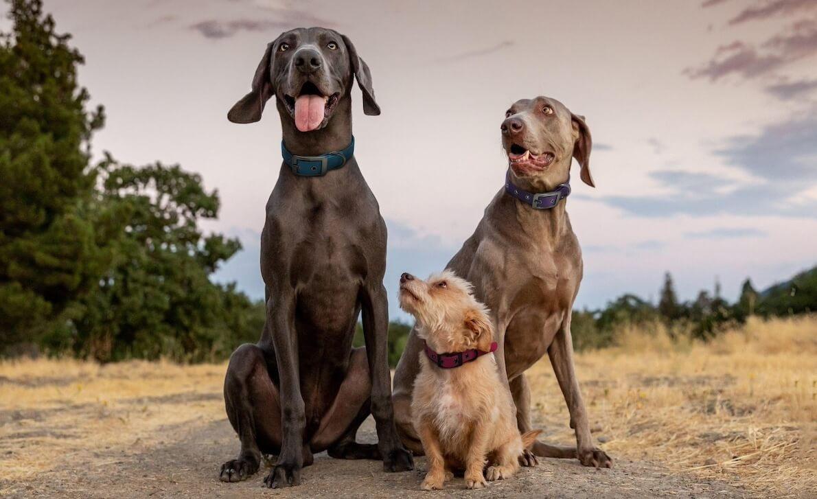 3Dogs - Dog Town Collars