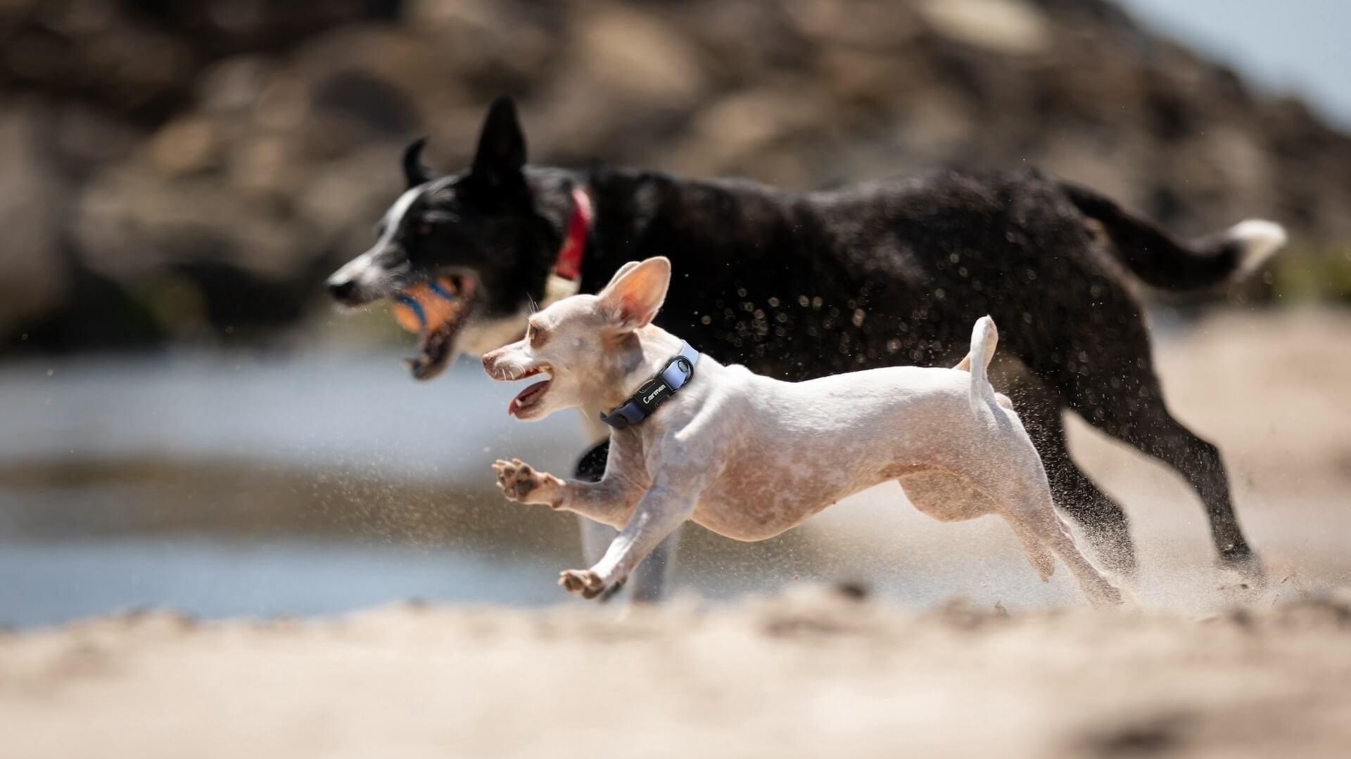 Bentley_and_Carmen - Dog Town Collars